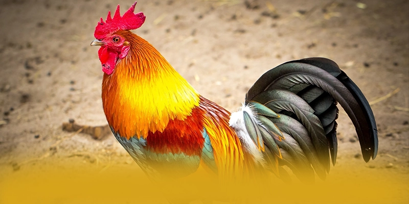 Đánh giá SUNWIN - Nhà cái uy tín số 1 tại Việt Nam Đánh giá SUNWIN - Nhà cái uy tín số 1 tại Việt Nam