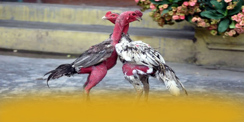 Phương thức giao dịch đa dạng tại SUNWIN Phương thức giao dịch đa dạng tại SUNWIN